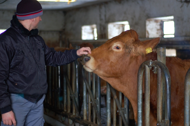 Hält seit über 15 Jahren Bio-Rinder: Burkhard Saue